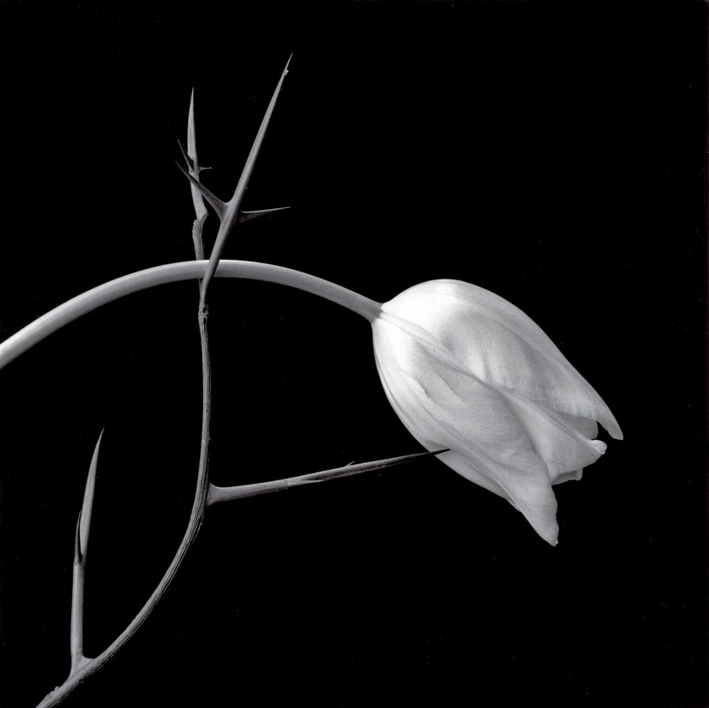 Robert Mapplethorpe, Tulip, 1985. © The Robert Mapplethorpe Foundation. 